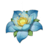 Kalpalata Lotus